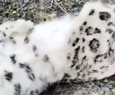 乌鲁木齐天山后峡发现一只死亡雪豹：初步断定从悬崖不慎跌落!