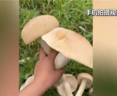 广西发现巨型蘑菇需4人才可抬起 医生：不建议食用!