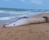 一头鲸鱼在海南沙滩搁浅 体长12.2米 重5-6吨 当地：发现时已死亡 ！