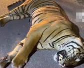 马来西亚一男子开车撞死老虎 具体什么情况