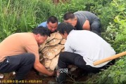 云南现80公斤巨无霸“菌王”：4名壮汉才能搬得动！