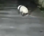 男子遇夜跑大熊猫一开始以为是猪 跑起来憨憨的！