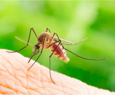 冰岛又发现一只蚊子：来历成谜 ！