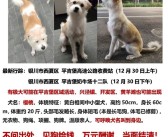 小米最可爱员工走失至今没有新线索：官方悬赏 1万元寻狗！