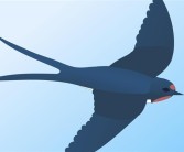 大量燕子滞留 它们为啥来不及南飞：原因揭开！