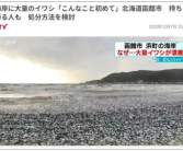 日本北海道海岸现大量沙丁鱼尸体：密密麻麻铺满水面 场面骇人！