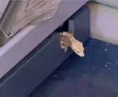 高铁座椅钻出活蜥蜴 12306回应：初步判断是旅客偷带上车 ！