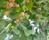 街头大量出现银杏果 千万别乱吃 碰也别碰！