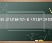 海关截获1.3万余只德州芭切叶蚁 大型工蚁可以轻易把人咬出血！