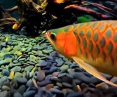 女子背包里藏金龙鱼被海关查获：系濒危美丽物种 ！