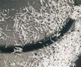 济南下起暴雨梨花针 专家释疑：与两个因素有关 ！