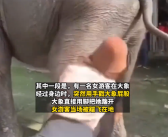 游客在越南摸大象被大象直接放倒 专家提示互动想要先询问大象主人！
