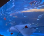 网友质疑火锅店用鱼缸养饲养鲨鱼 涉事火锅店回应：有相关证书 ！