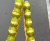 第一批奶皮子糖葫芦受害者现身：女生发现自己脸色越来越差 !