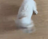 狗狗看到主人回家兴奋成陀螺 网友普：快抱起来吧，一会儿飞走了！