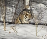女子雪夜遇东北虎：感受“死亡凝视” ！