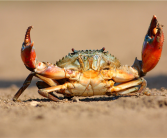 两个菜被收661元：顾客称获退款400元！