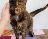 世界上最长寿的在世猫咪30岁了：相当于人类140-150岁 ！