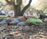 美国又遭强烈冬季风暴 佛罗里达州再现天降蜥蜴景象 ！