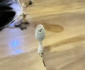 湖北一网友国庆出门后家里长蘑菇 专家：学名灰盖拟鬼伞 可食用！