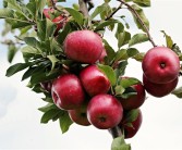 全球变暖持续 韩国几十年后可能种不了苹果！