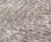 日本大阪一河道涌入鱼群：覆盖整个河面 居民担忧地震 ！