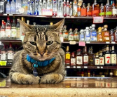 撞死网红猫后 谷歌自动驾驶公司Waymo陷公关危机 ！