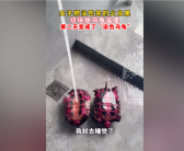 神奇一幕：女子喂乌龟火龙果第2天获炫彩神龟 专家释疑！