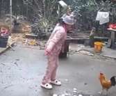 女子经过门口被公鸡欺负 结果反转！