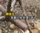 女子称自家十多亩樱桃树被人锯断 曾举报过邻居家养鸡场污染地下水！