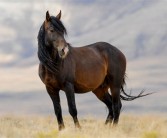 原来古人给马起了这么多名字 网友：孙悟空的弼马温不好当 ！