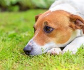 狗妈妈叼着油条 跨越五公里投喂幼崽 ！