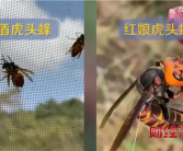 央视曝光6666元包教包会养杀人蜂 业内公认攻击性最强 连眼镜蛇都吃 ！