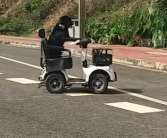 拉布拉多独自驾电动车上路被扣车 狗主人：它是网红 还在学叉车！