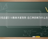 村民砍伐自家514株林木被刑拘 自己种的树为什么也不能随便砍？