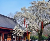 杭州法喜寺500年古玉兰如期绽放：从明代生长至今 皎皎如白玉！