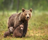 动物园黑熊扑倒驯养员：表演永久停止 ！