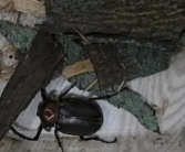 不可思议！4名小学生发现41年前曾灭绝的甲虫