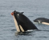 最新研究发现海豚会主动给虎鲸打工：只为吃口残羹剩饭 !