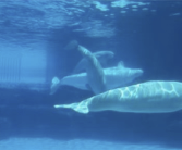 卖给中国计划被叫停后 加拿大或将安乐死30头白鲸！