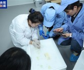 中国空间站第九批实验样品返回并交付科学家：包含四只太空小鼠 ！