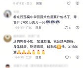 世界上最贵的狗被卖出：系狼和牧羊犬杂交 以4100万元成交！