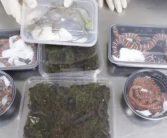 男子携40条蝾螈8条蛇3只蜥蜴入境 场面实在吓人！