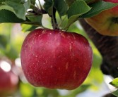 淄博苹果哥火了：各地商贩纷纷模仿摆苹果 ！