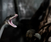 老人被咬后手提2条眼镜蛇进急诊：非常生气当场将蛇打死！