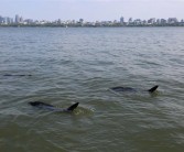 西湖有多条“鲨鱼”出没！景区：系能捞手机的仿生机器鱼！