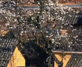义乌200多岁的玉兰古树开花了 网友：春天也不远了！