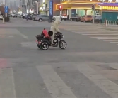 宠物狗骑电动车带另一只狗上街引争议 当地交警回应 !