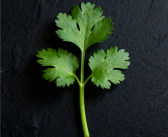 研究新发现：突然爱上香菜可能因为你老了 ！