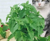 猫薄荷是何种植物（介绍猫薄荷是一种什么样的植物）